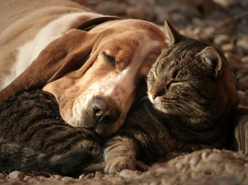 Dementia in animals When dogs or cats become sad and restless / Health News