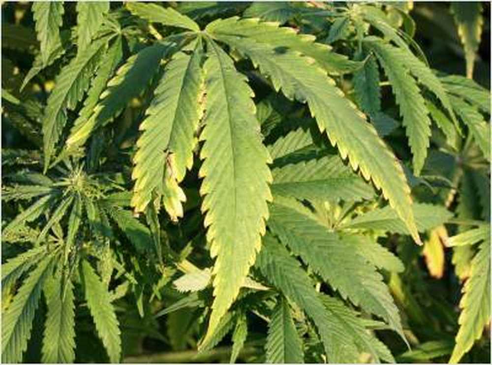 Giunti elastici con cannabis legali in Francia? / Notizie di salute