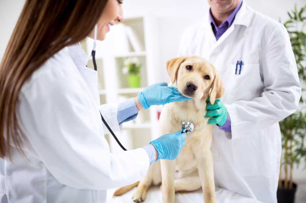 A search for the needle in the dog / Health News