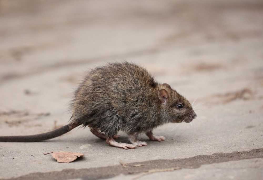 Emotional effects Rats can cause depression in humans / Health News