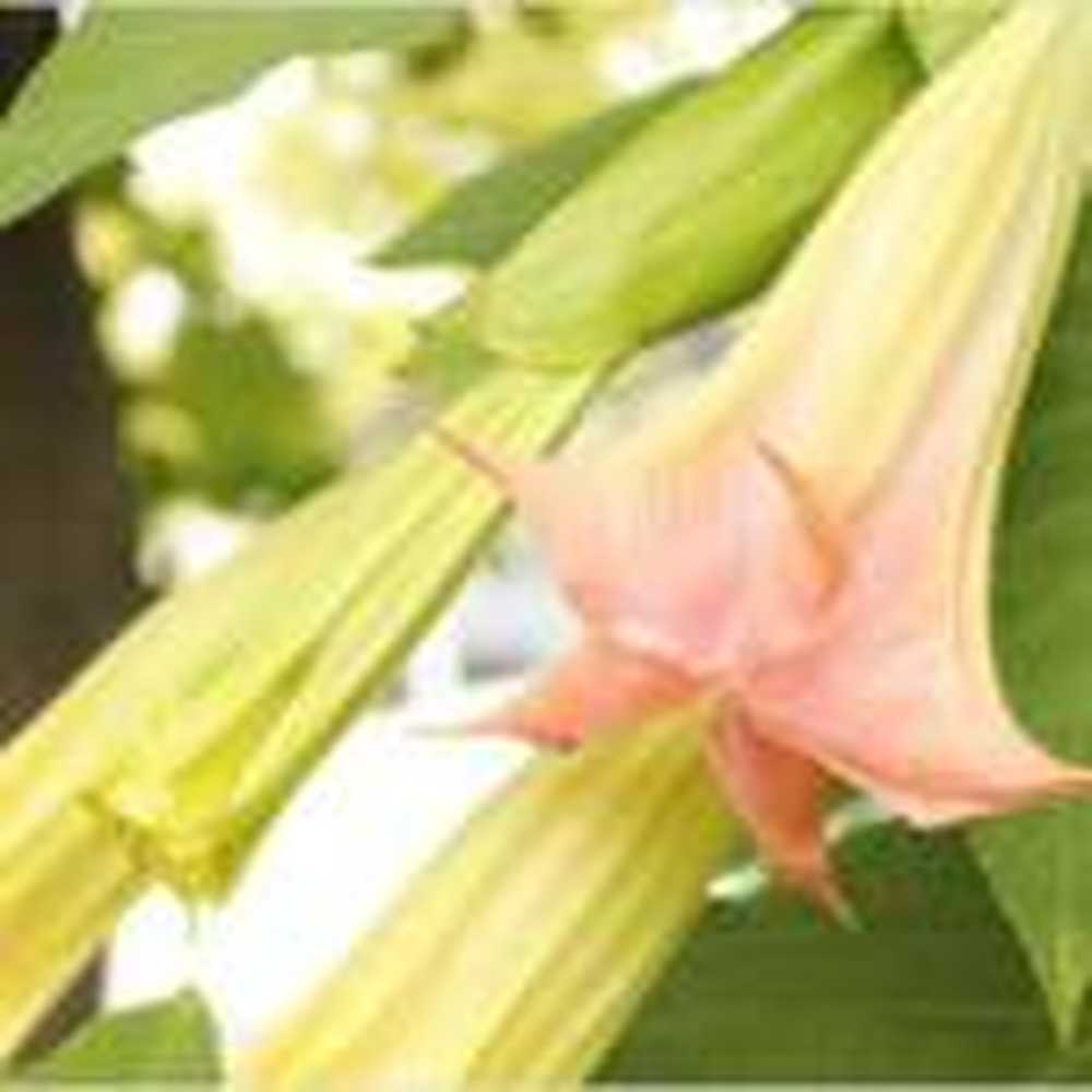 Angel trumpet people poison themselves with tea / Health News