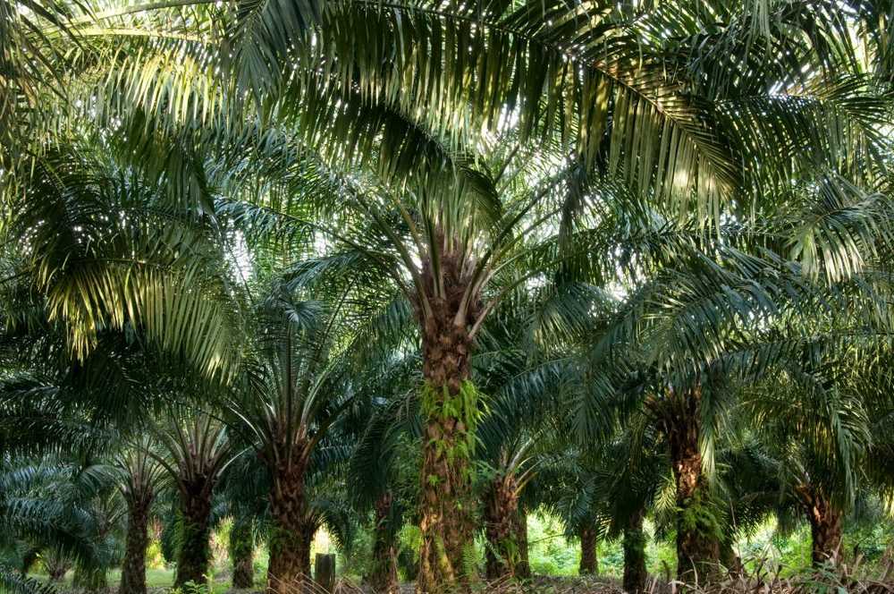 Nutrition Better replace unhealthy palm oil altogether / Health News