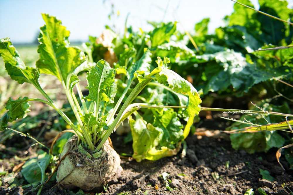 Les betteraves à sucre explosent sont les nouveaux fournisseurs de matières premières / Nouvelles sur la santé