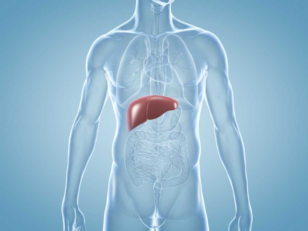 Fatty liver Increased liver values ​​cause a pathological liver / Health News