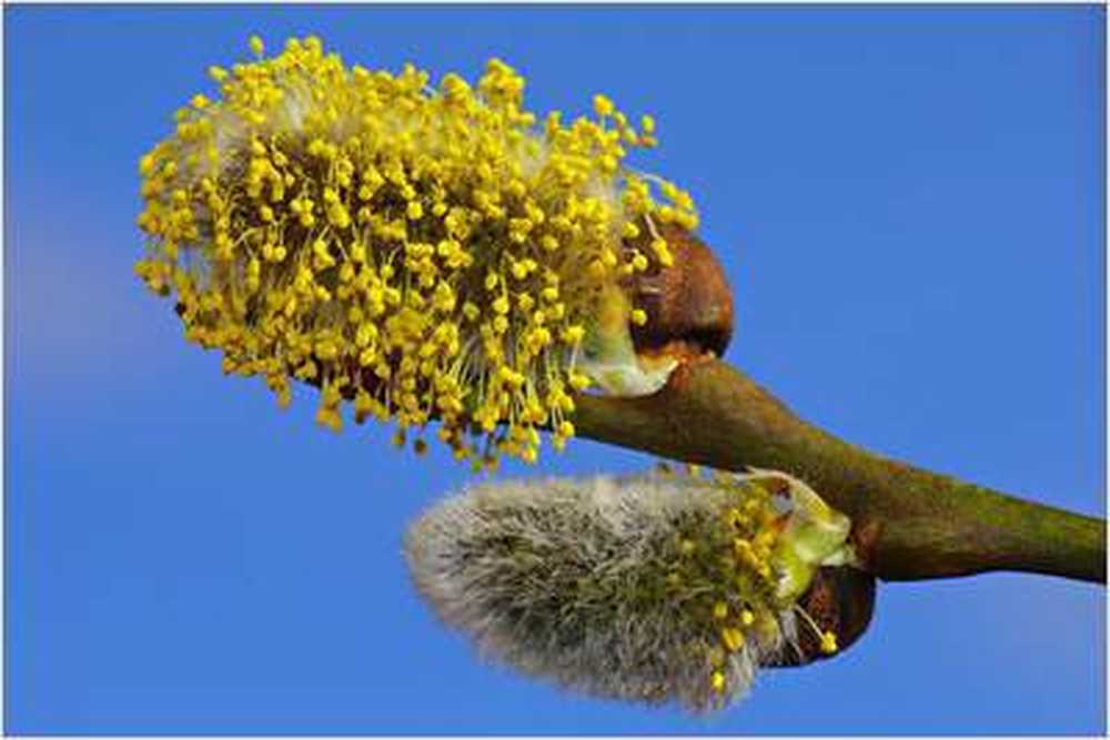 Researcher Good prediction for pollen count 2015 / Health News