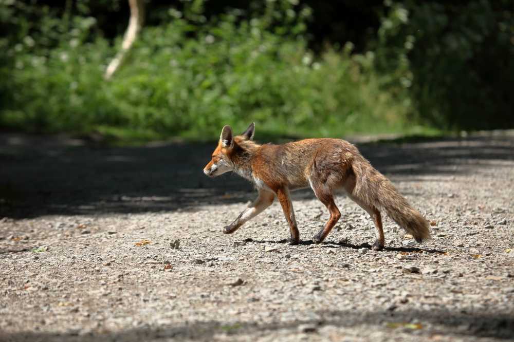 Fox lintwormbesmetting Het levensbedreigende risico neemt ook toe in de steden / Gezondheid nieuws