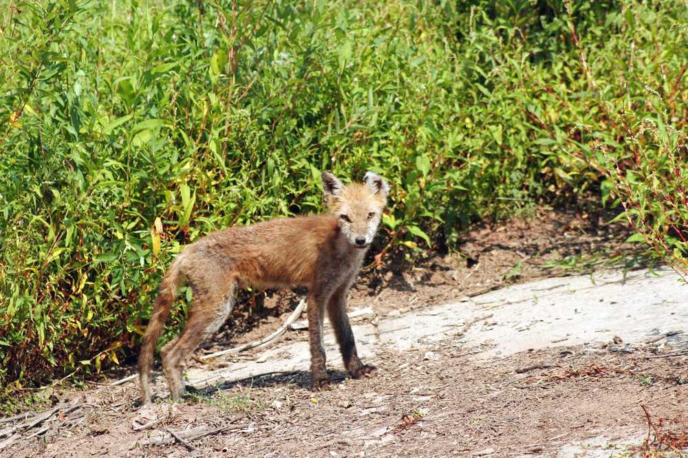 Fuchsräude rampante Attenzione grande rischio di infezione per i cani / Notizie di salute