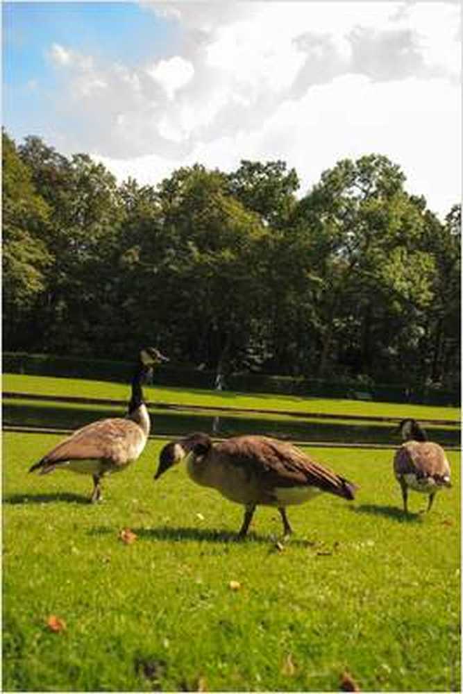 Zaken met Kerstmisganzen ondanks vogelgriep / Gezondheid nieuws