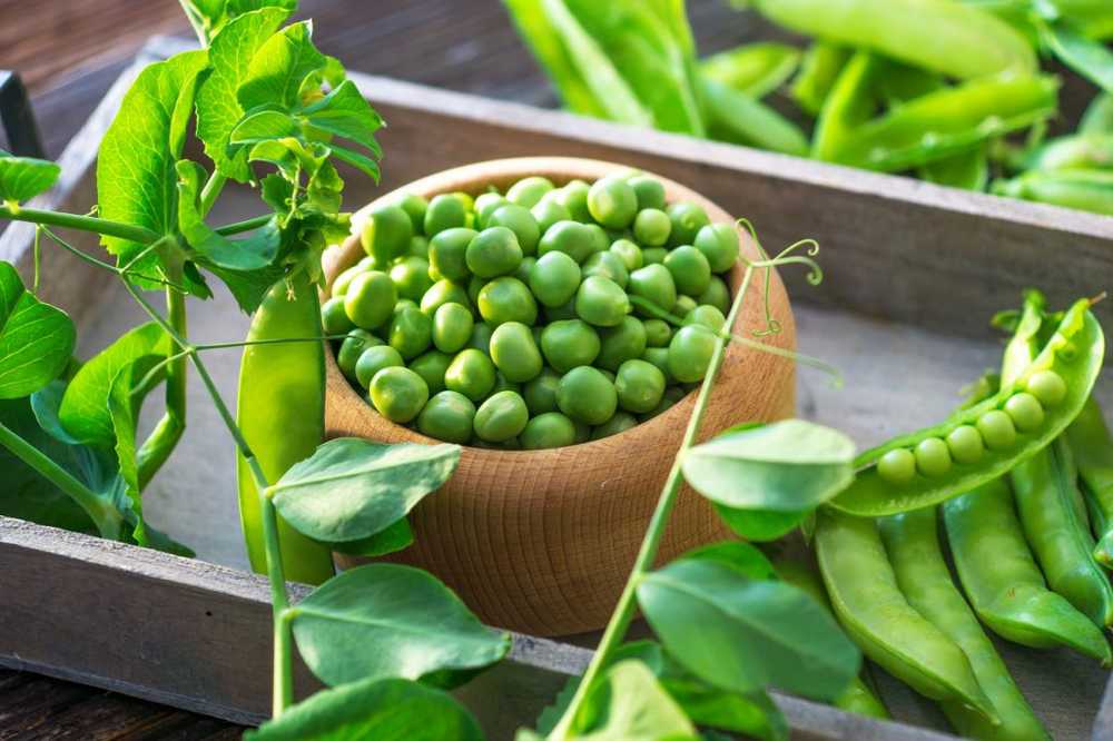 Healthy, delicious but mostly underrated The pea / Health News