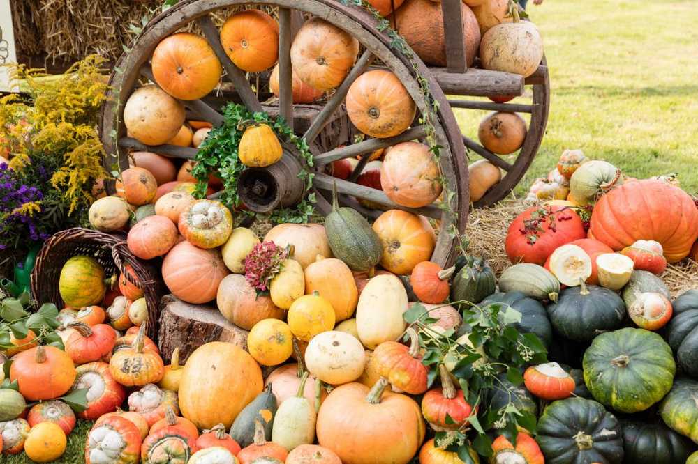 Healthy and delicious What the different types of pumpkin can do / Health News