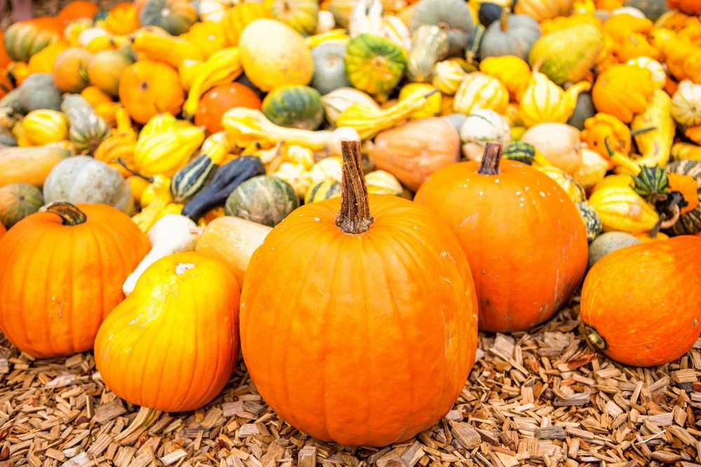 Gezonde voeding pompoen niet alleen voor Halloween / Gezondheid nieuws