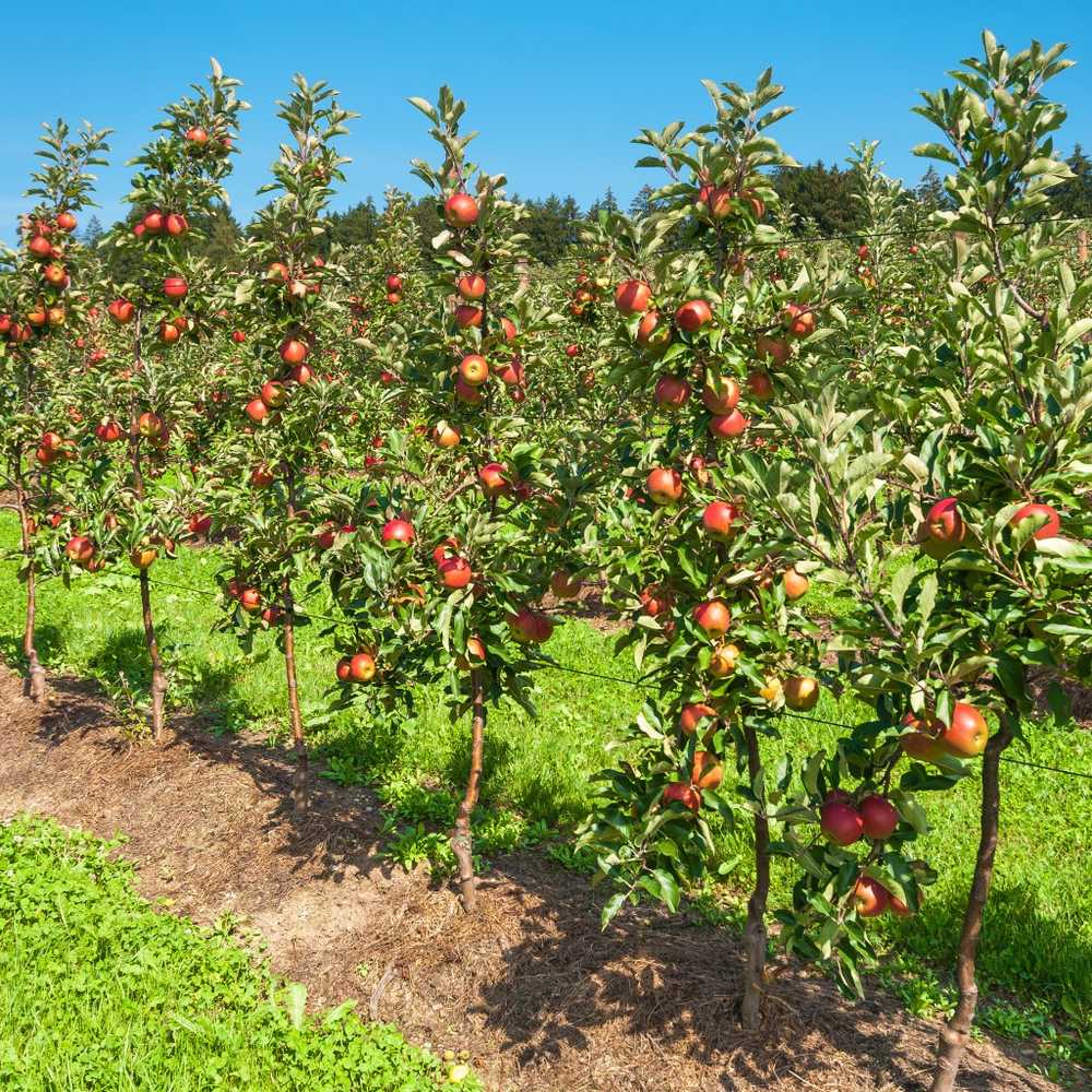 Frisk frukt Fruktodlare i Thüringen förväntar sig god körsbärsplockning / Hälsa nyheter