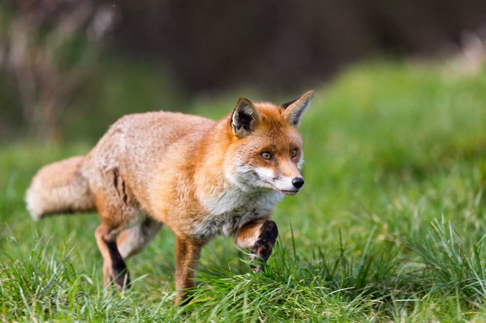 Health risk from foxes in residential areas? Caution never hurts / Health News