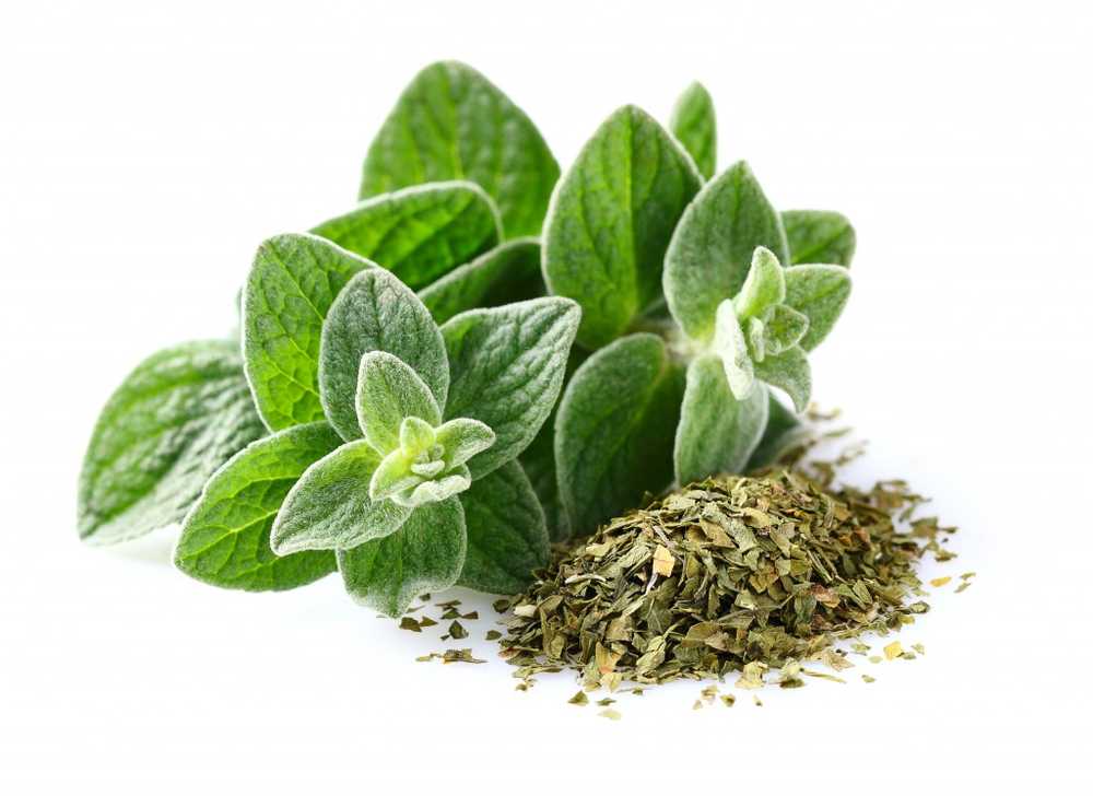 Krydder Oregano Under tørking intensiverer aromen / Helse Nyheter