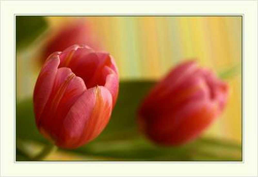 Giftig Wees voorzichtig met narcissen en tulpen / Gezondheid nieuws