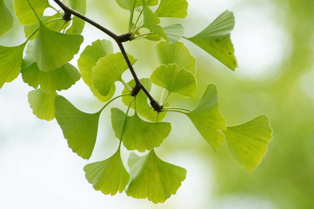 Ginkgo extracts New in the S3 guideline Dementia / Health News