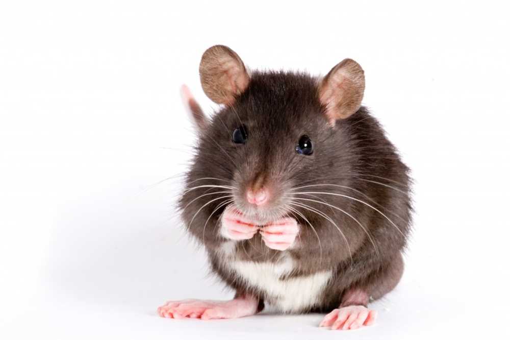 Des scientifiques ont élevé une patte de rat artificielle / Nouvelles sur la santé