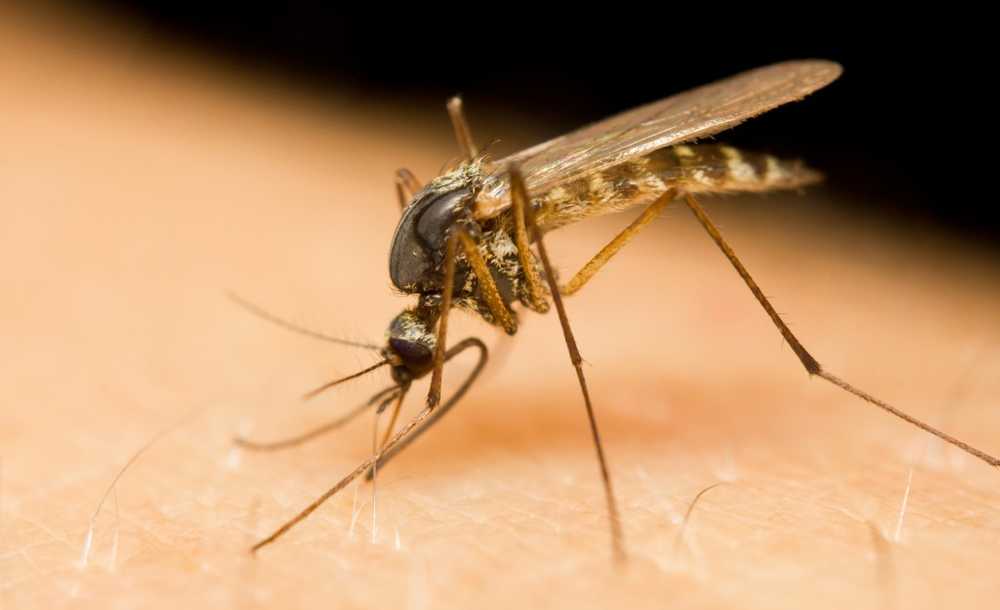 Violent joint pain tiger mosquito transmits chikungunya virus / Health News