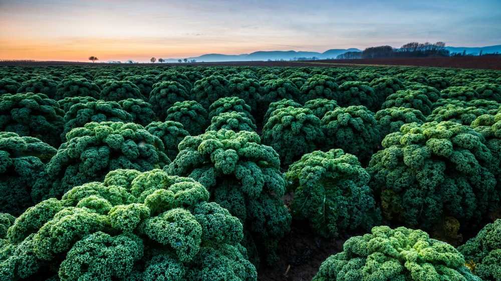 Lokal superfoodspenat och kale så frisk som exotics / Hälsa nyheter