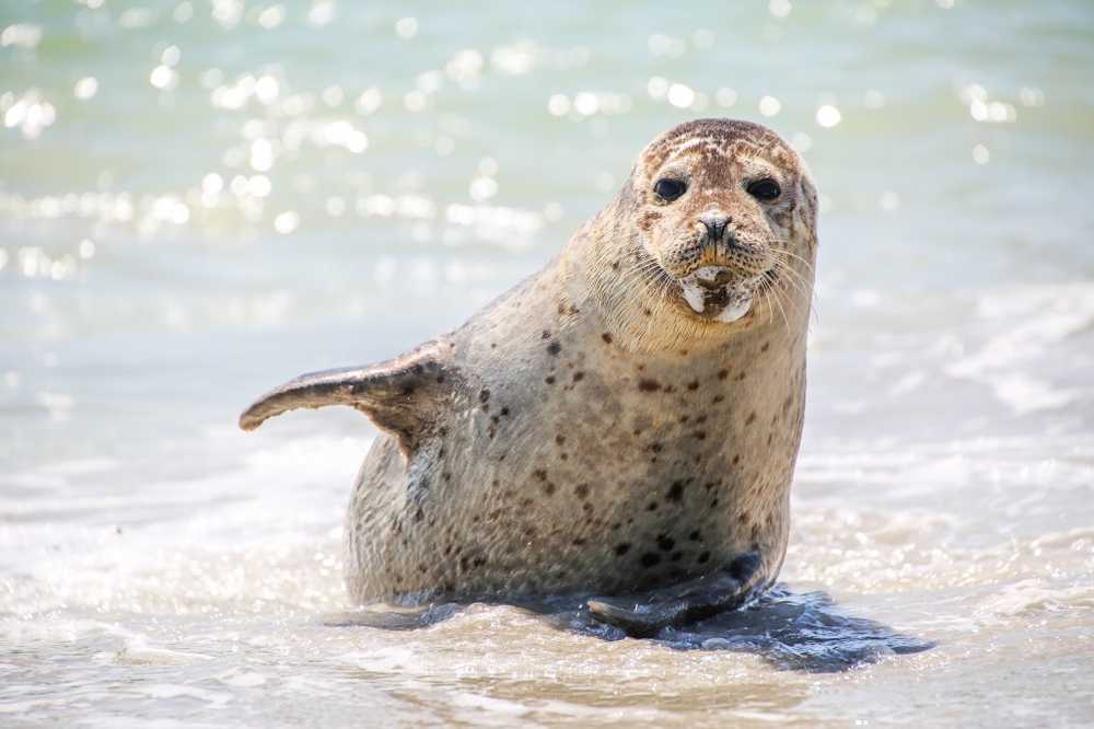 Hepatitis A viruses found in seals / Health News