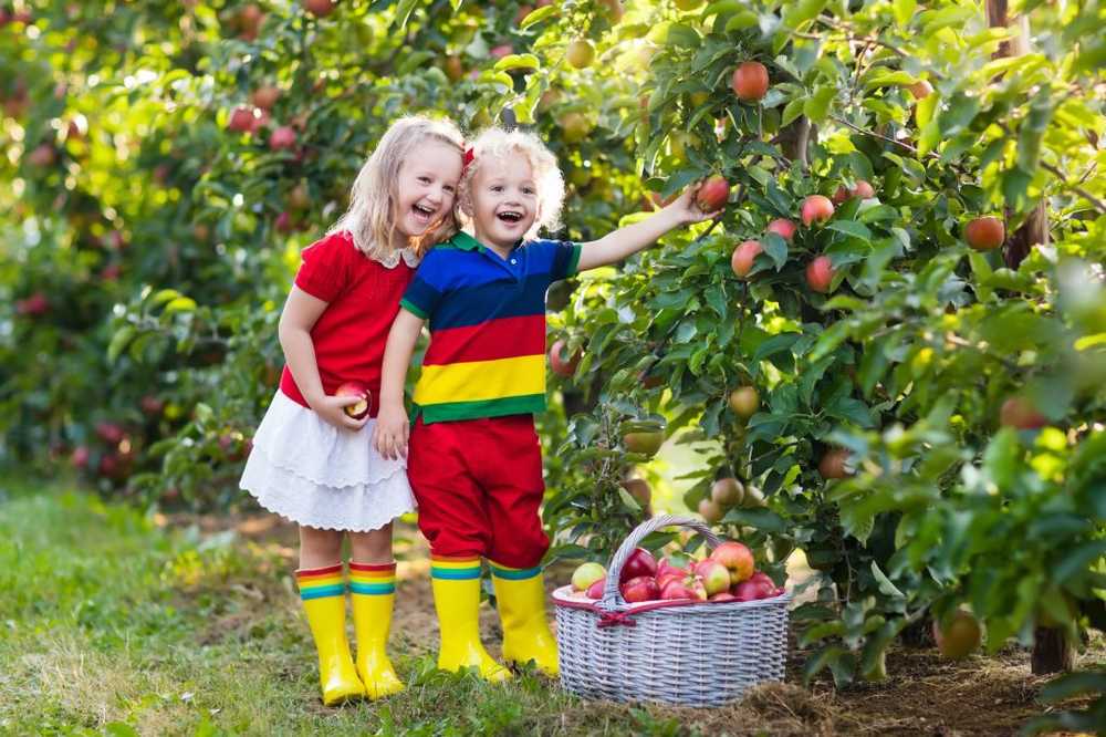 Autumn Apple Time Pieno di sapore solo dopo lo stoccaggio / Notizie di salute