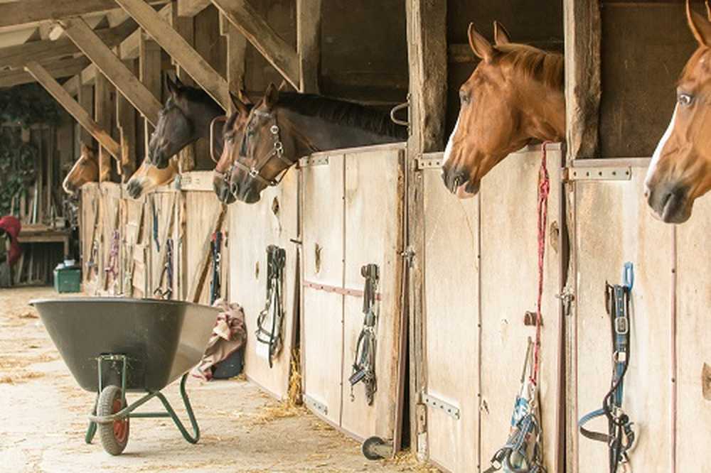 Herpesvirussen brengen paarden in gevaar Artsen zijn bang voor bottleneckvaccins / Gezondheid nieuws