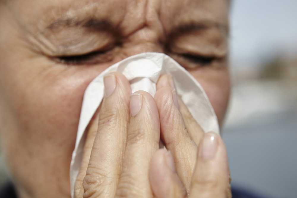 Febbre da fieno Il polline di betulla risparmia le persone allergiche durante la Pasqua / Notizie di salute