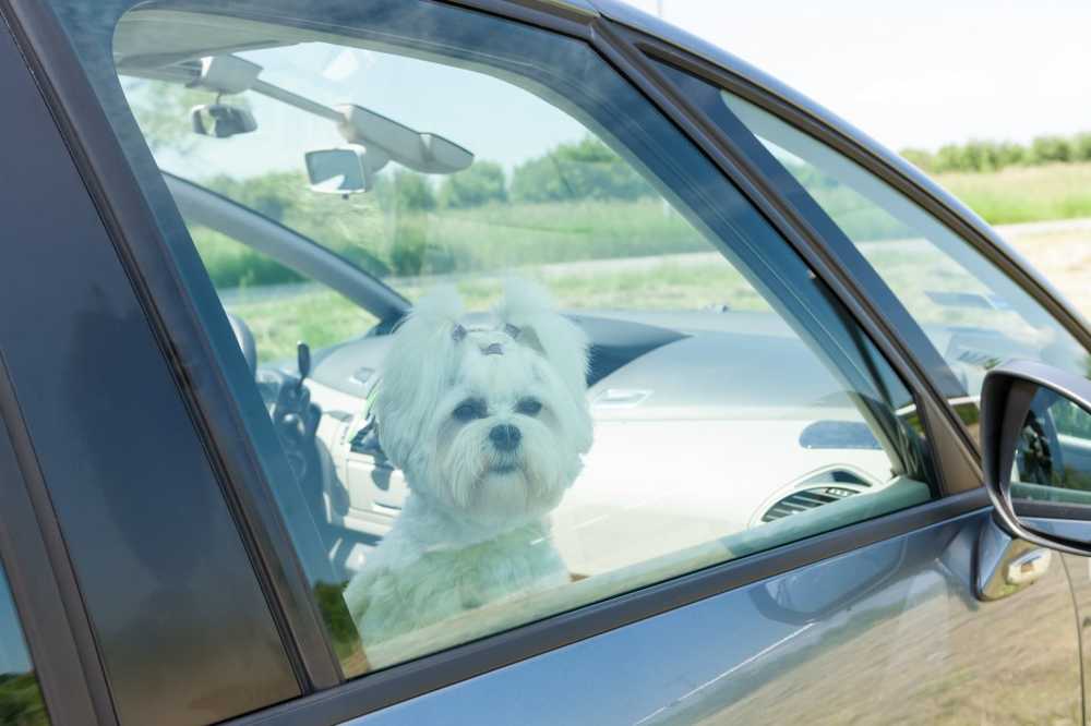 Risk för värme för hundar Veterinären börjar självförsök i värmebilen / Hälsa nyheter