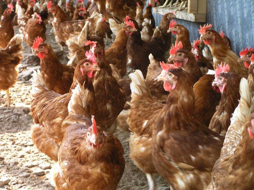 Highly contagious bird flu in the Emsland / Health News