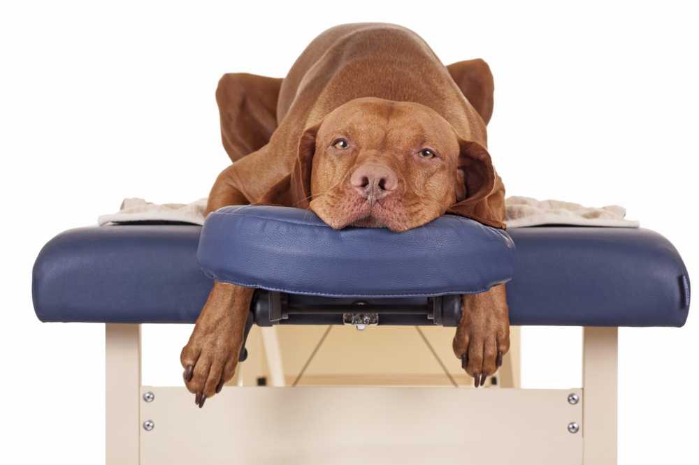 Dog osteopathy - Osteopathy for dogs / Health News