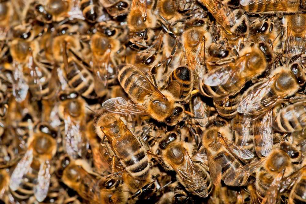 Un essaim d'abeilles affamé a attaqué une petite boulangerie / Nouvelles sur la santé