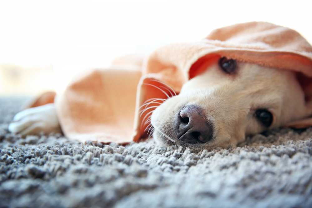 More and more dogs suffer from a meat allergy