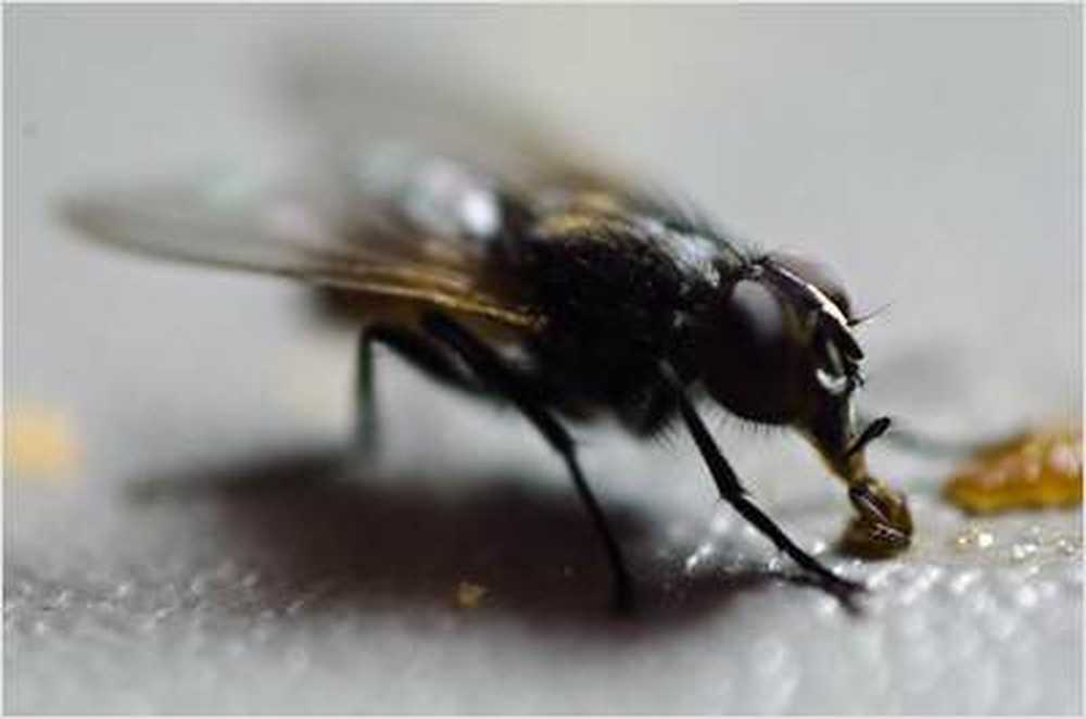 Infections spread of Asian bush mosquito / Health News