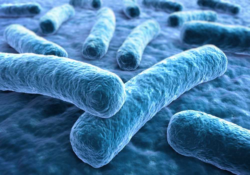 Infections due to water vapor? Man in Bremen dies of Legionella / Health News