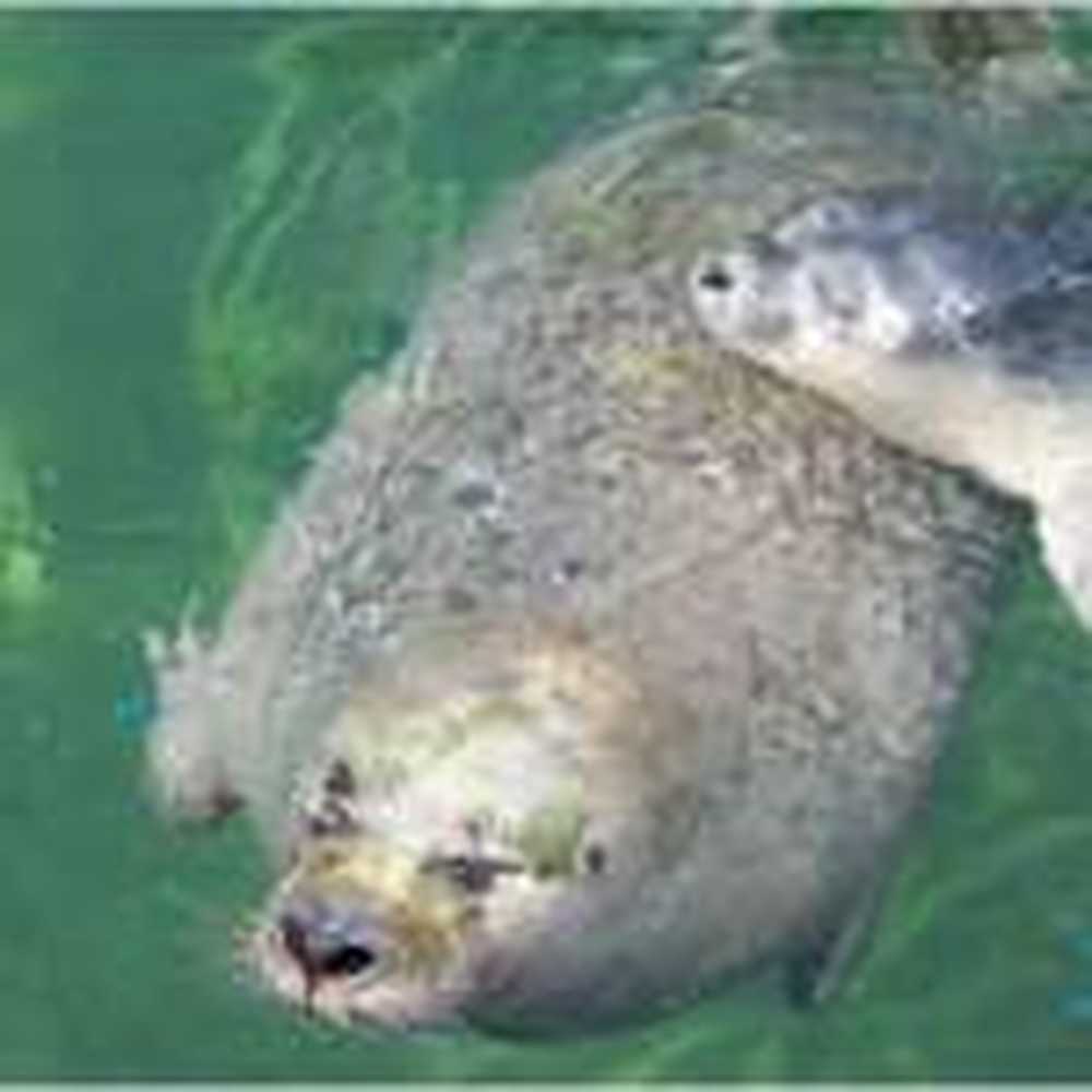 Influenza virus is the cause of seal death / Health News