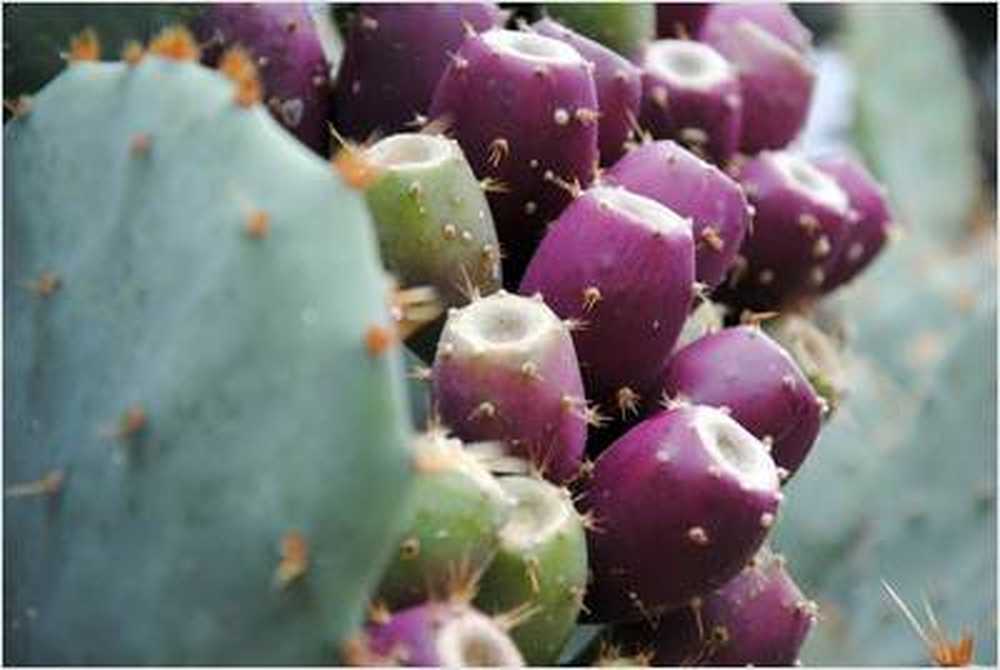 Prickly pears A sweet vitamin C donor / Health News