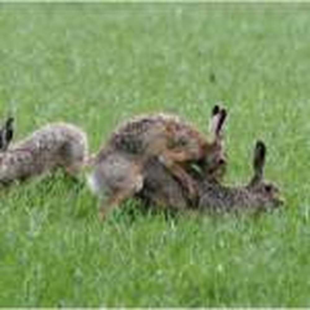 Rabbit plague in Dortmund / Health News