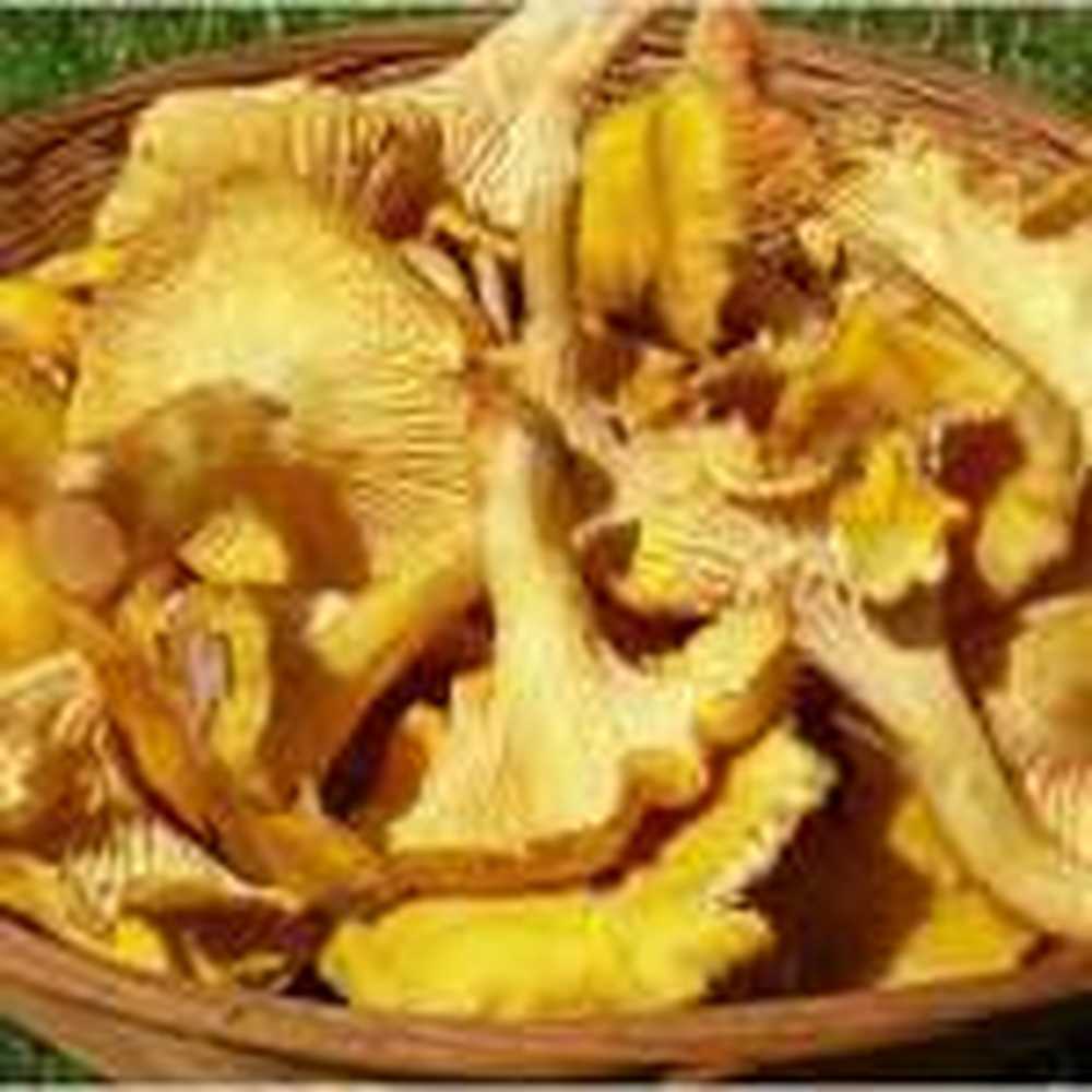 Not too big mushrooms for mushroom pickers / Health News