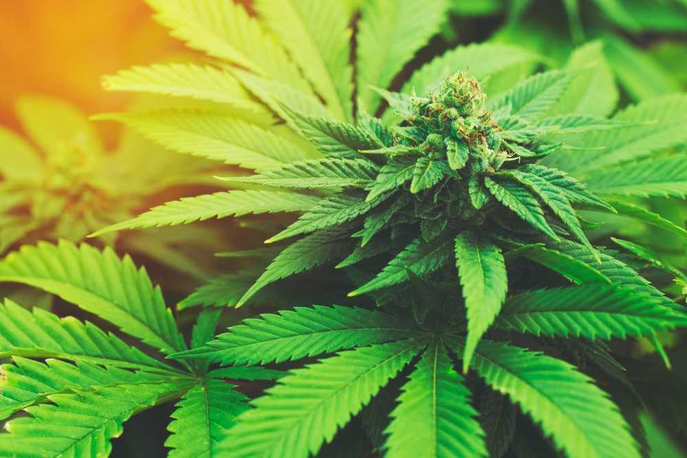 Kinderartsen zijn tegen legalisering van cannabis / Gezondheid nieuws