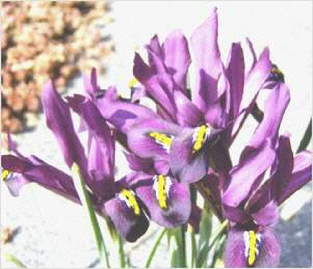 Small onion iris makes for nice color in the bed / Health News