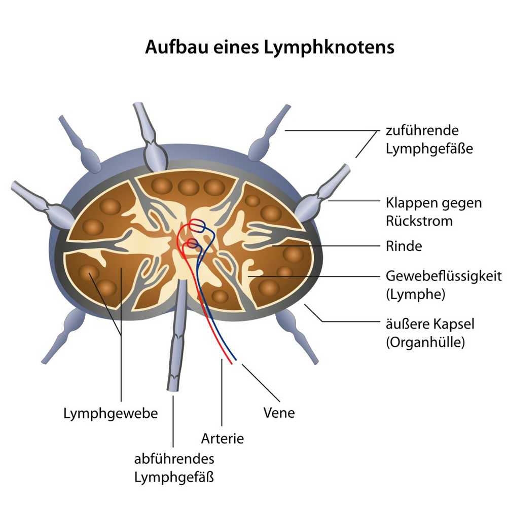 Nouez sous l'aisselle - causes et traitement / symptômes