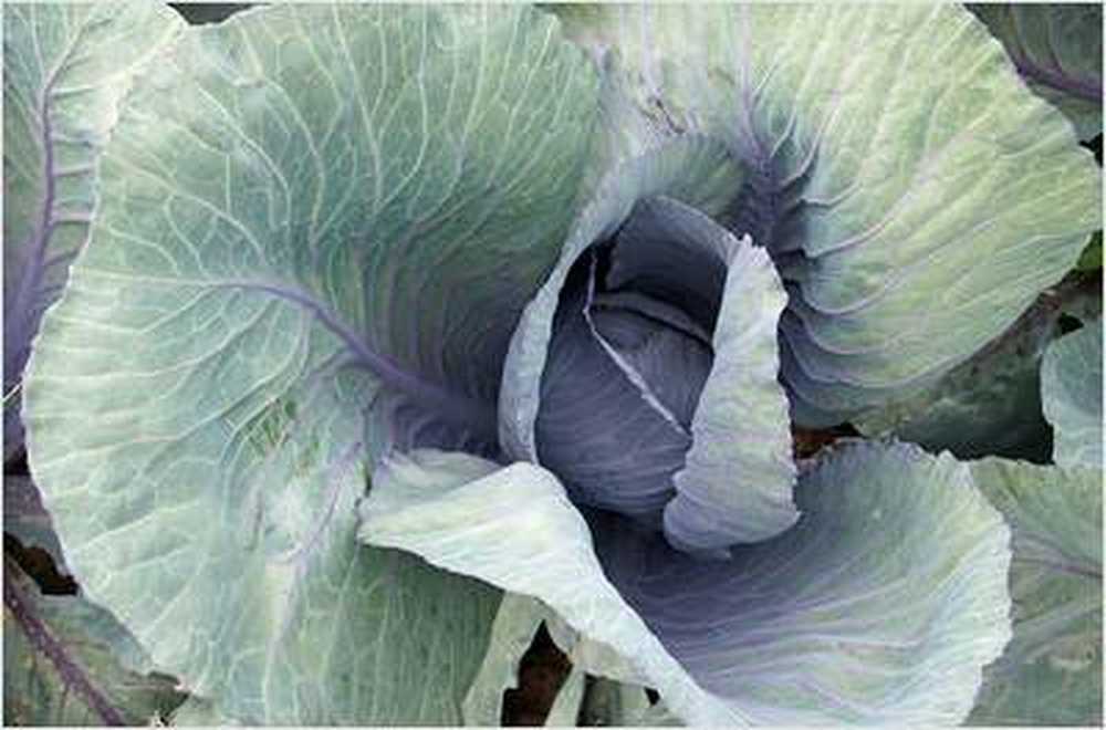 Cabbages do not need to be washed extra / Health News