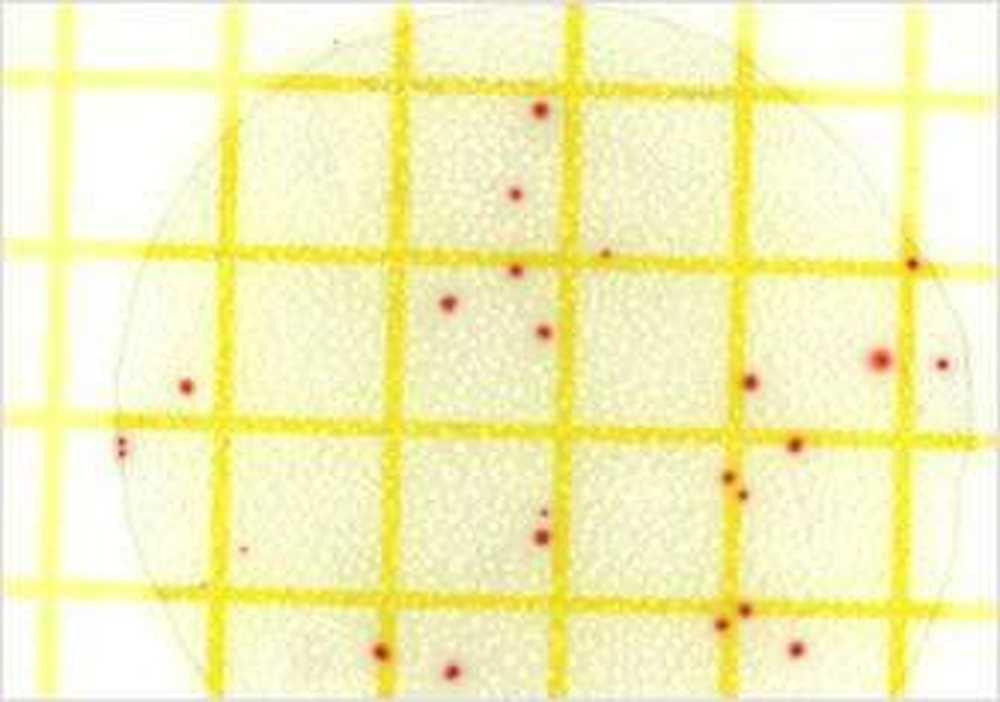 Teste ecologice și pesticide în salate preparate / Știri despre sănătate