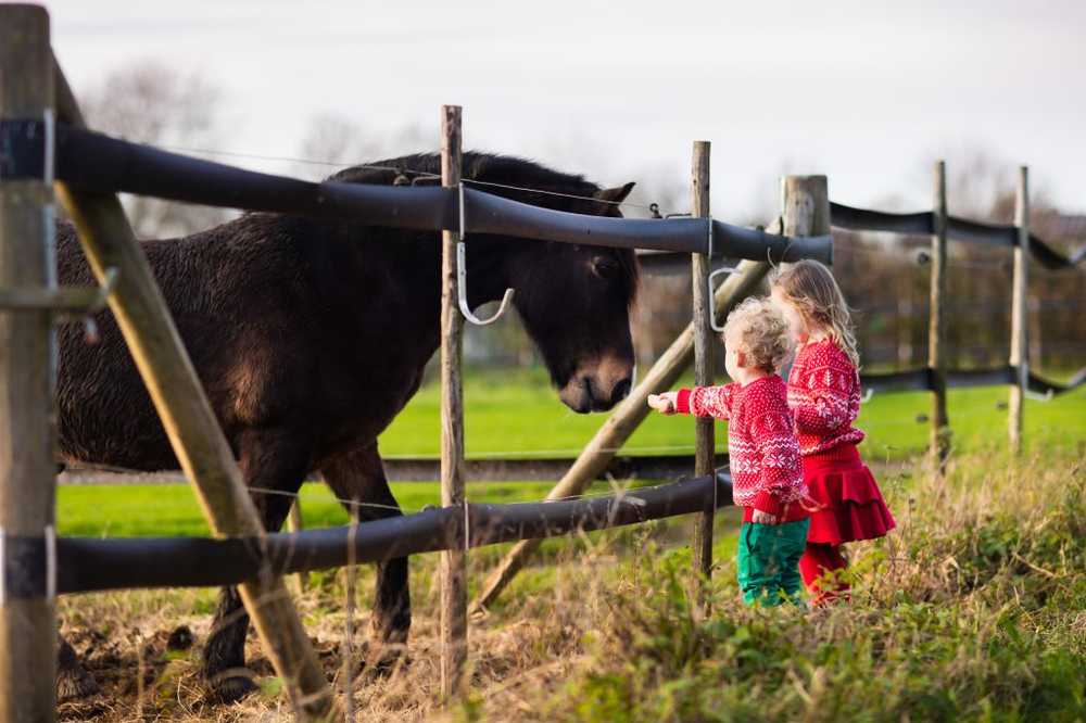 Leaves a health risk for horses? / Health News