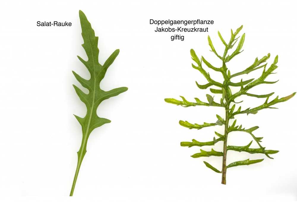 Deteriorarea ficatului împiedică rapid înflorirea ragwortului / Știri despre sănătate