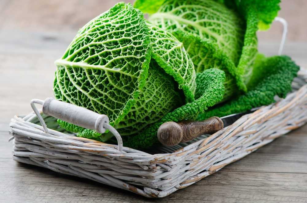 Delicious savoy cabbage strengthens the immune and nervous systems / Health News