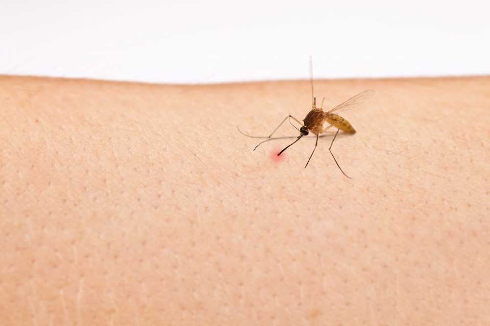 Mosquito pest Tips to protect against mosquitoes / Health News