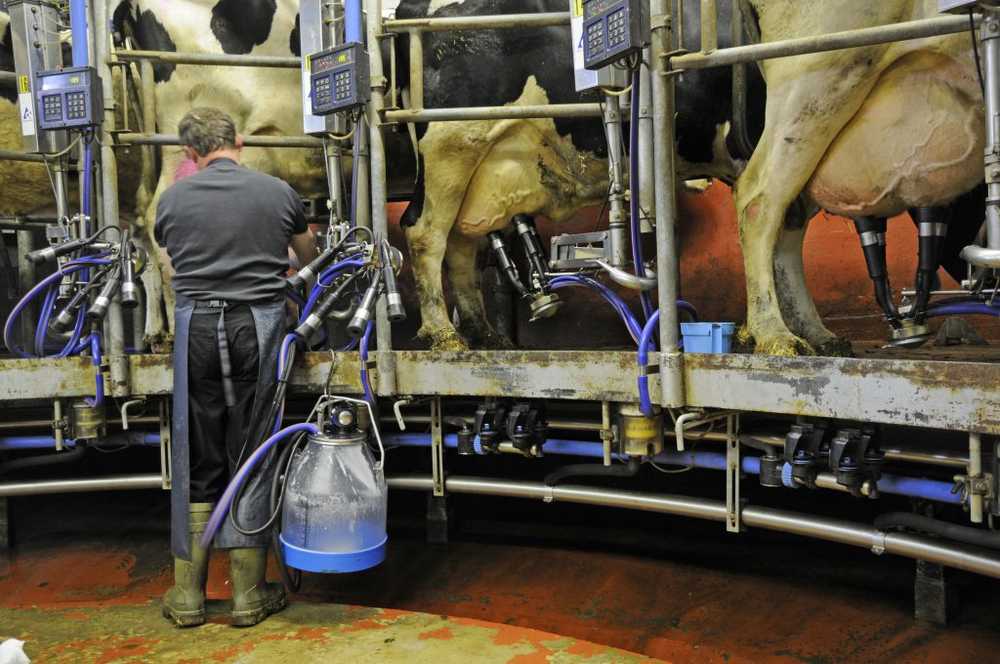 Milk, Cheese, Mettwurst Many foods come from sick animals / Health News