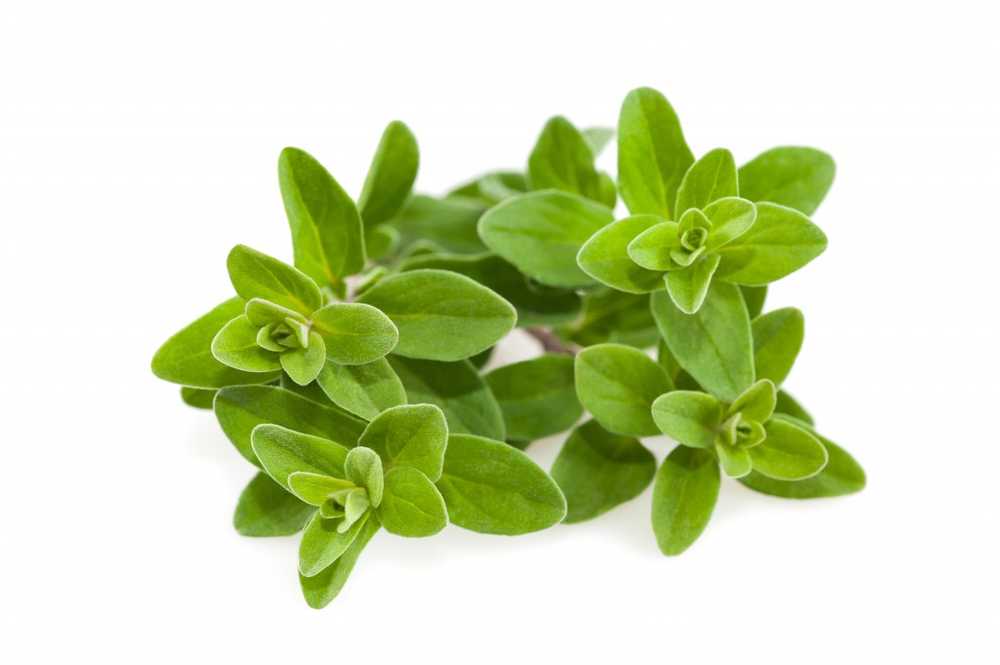 Mild-spicy marjoram in the healthy kitchen / Health News