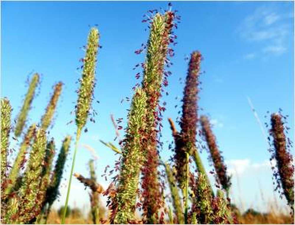 Mild vinter gjør for tidlig pollen / Helse Nyheter